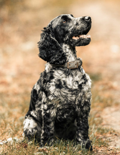 Dog photographer Oxford commercial dog photographer working and gun dogs