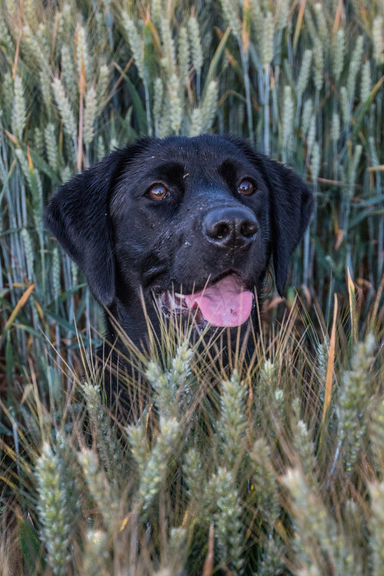 Pet photographer In Oxford