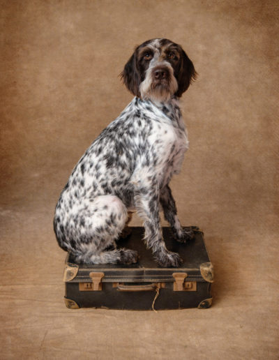 commercial dog photography Oxford covering UK