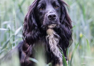 dog photographer Pet photographer In Oxfordshire