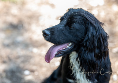 Pet photographer Oxford working dog and gun dog gift vouchers for dog photoshoot