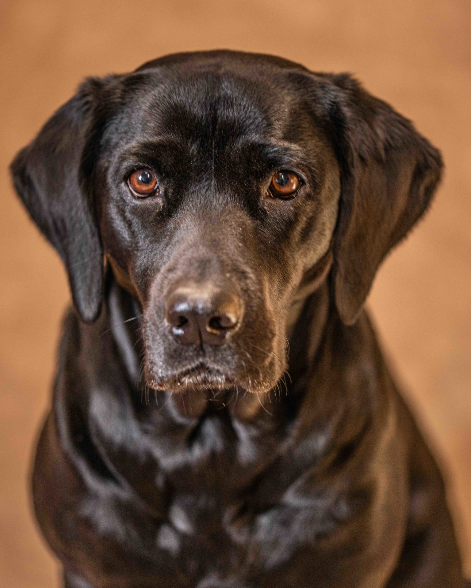 dog photographer near wantage gift vouchers 