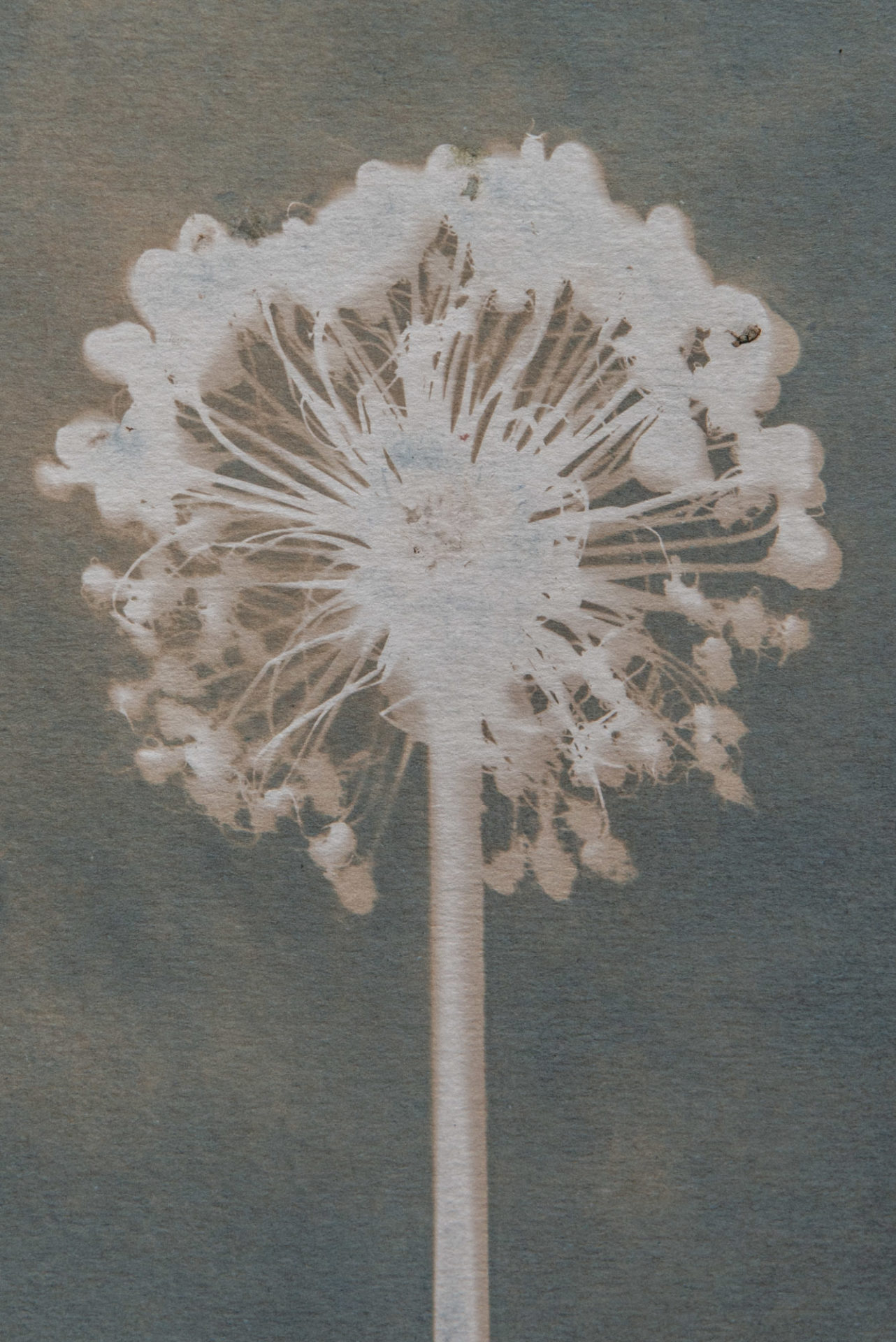 Cyanotype art for sale Oxford original art and limited edition prints Oxford artist alium art