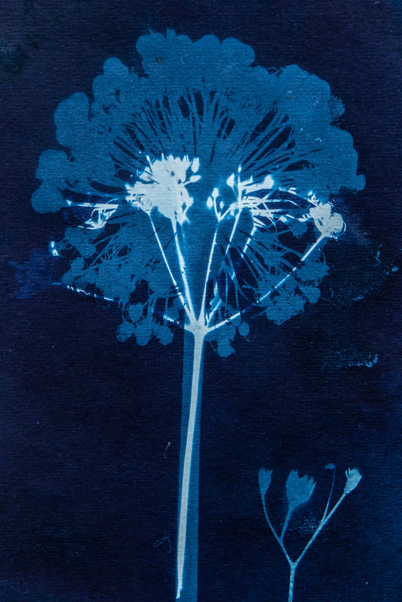 Cyanotype art for sale Oxford original art and limited edition prints Oxford artist