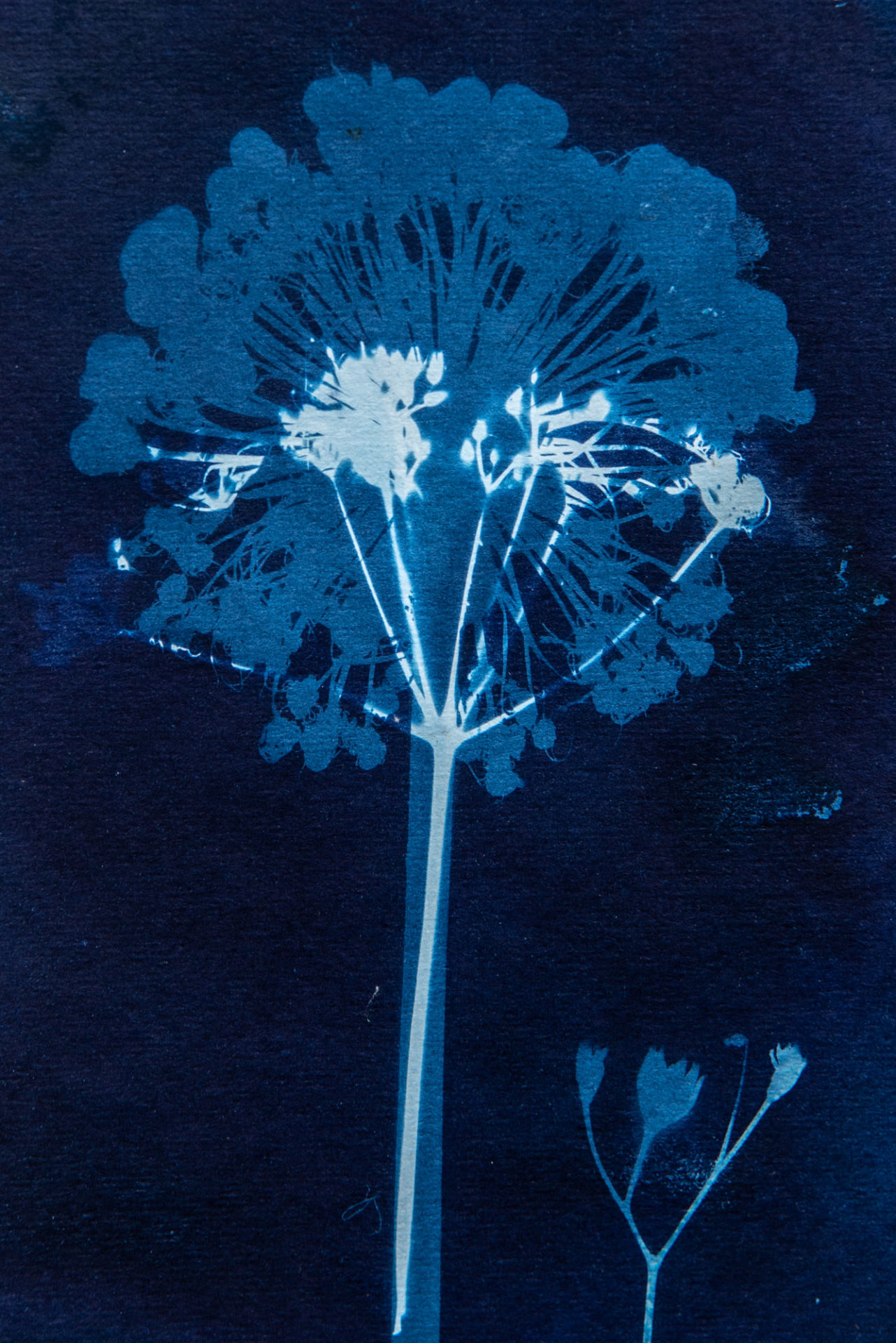 Cyanotype art for sale