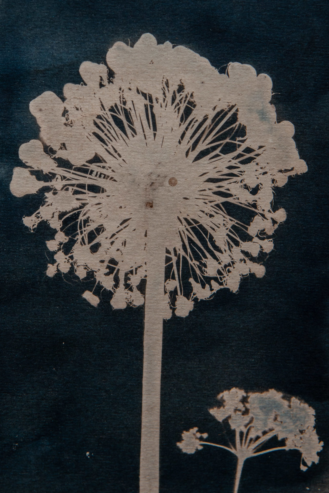 cyanotype art for sale oriiginal art for sale oxford