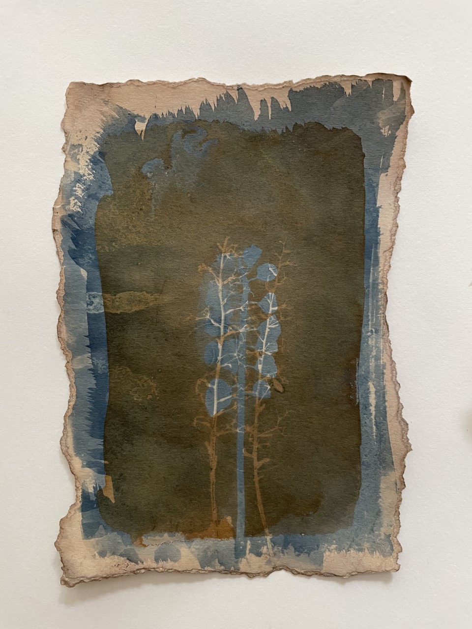 Cyanotype art for sale in Oxford original botanical art oxforshire for sale