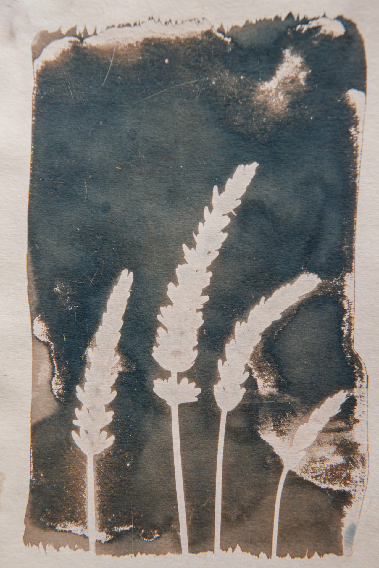 cyanotype corn harvest contemporary art grey 