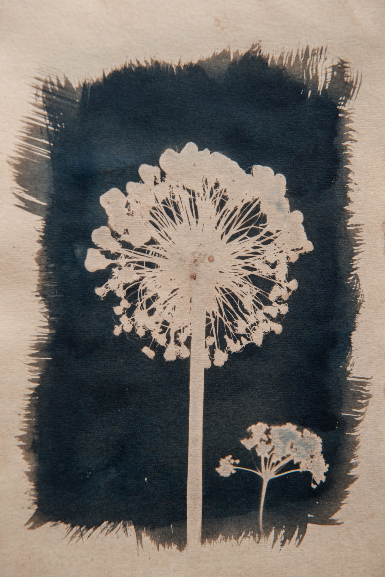 cyanotype art botanical flower alium black and craam large and little flower contemporary art for sale