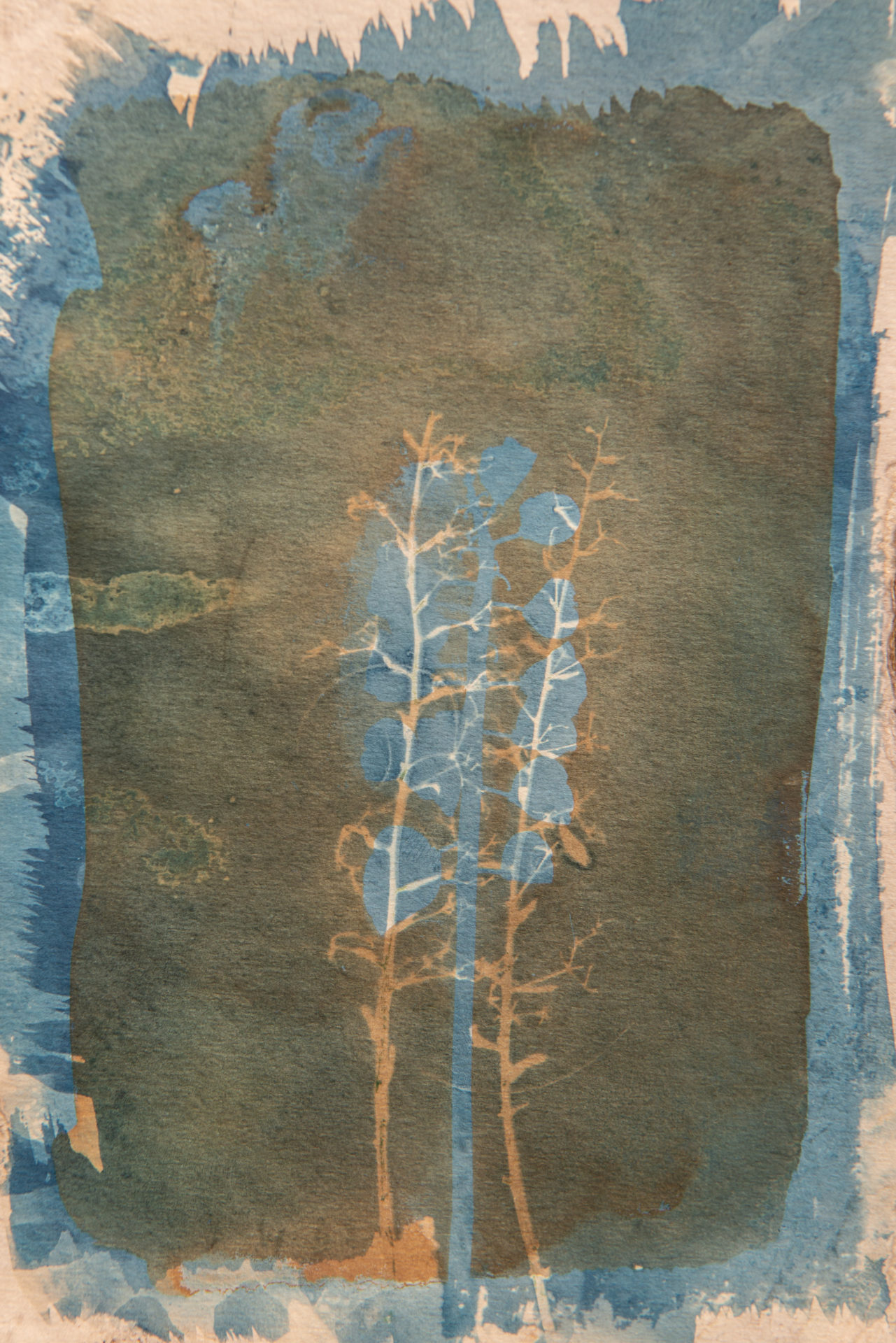 cyanotype contemporary art blue and brown botanical art for sale London