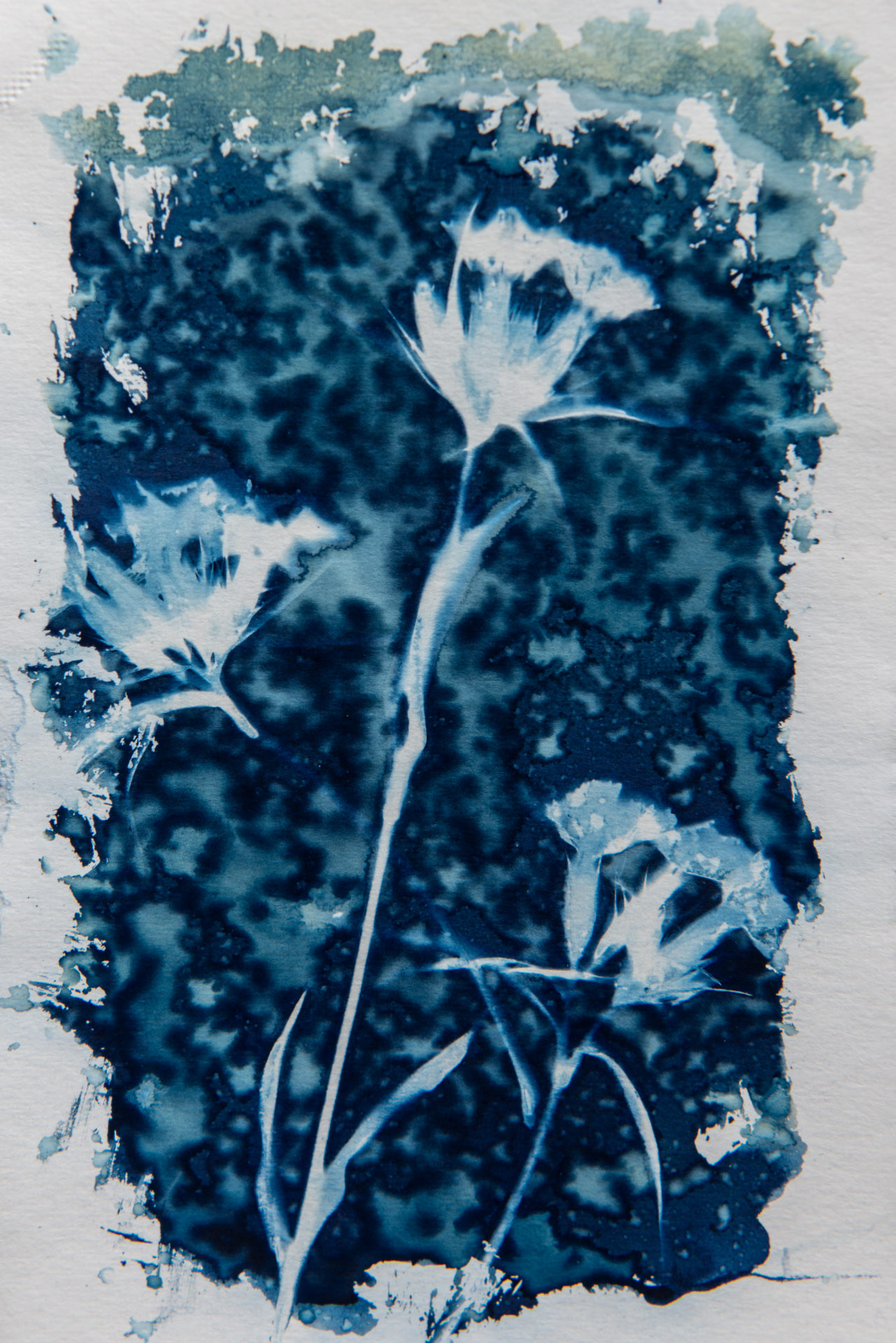 cyanotype contemporary art blue and white botanical art for sale Oxford