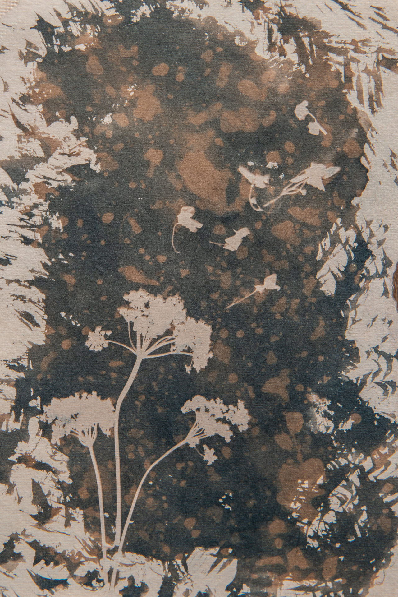 cyanotype contemporary art grey brown vintage aged botanical art for sale Oxford