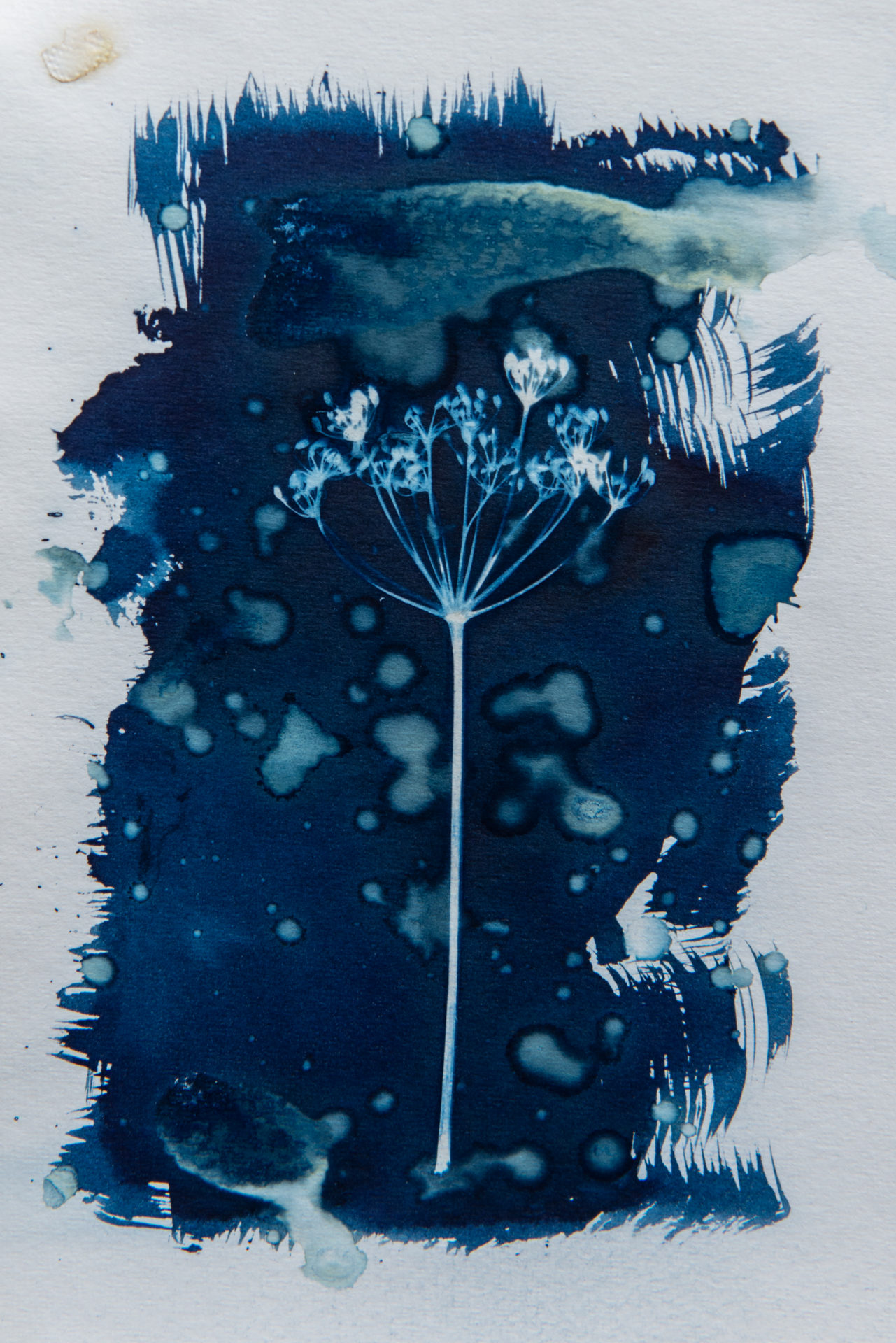 cyanotype contemporary art blue and white botanical art for sale Oxford