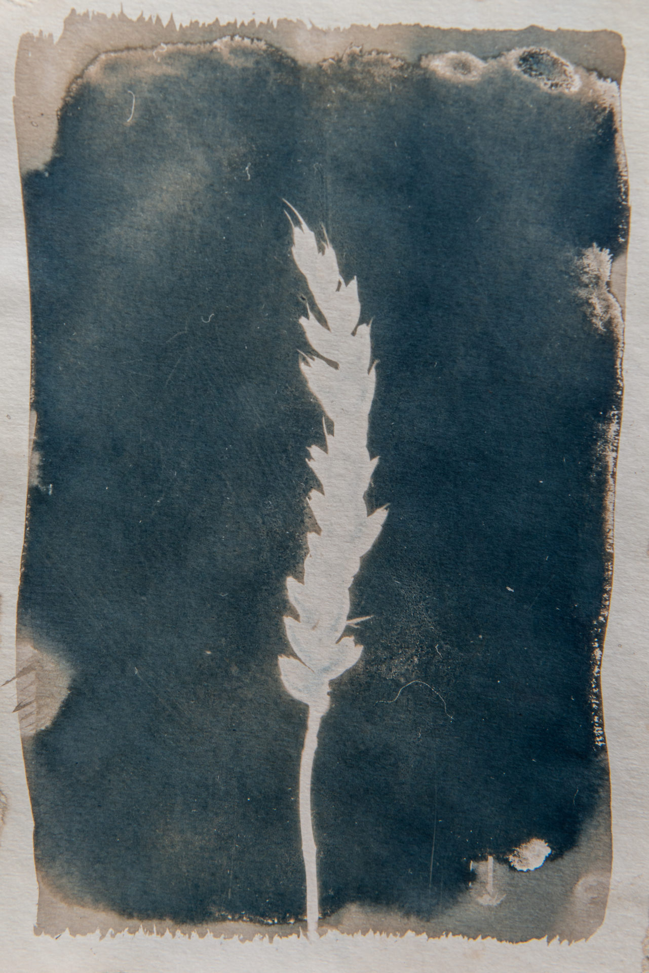 cyanotype wheat contemporary art grey 