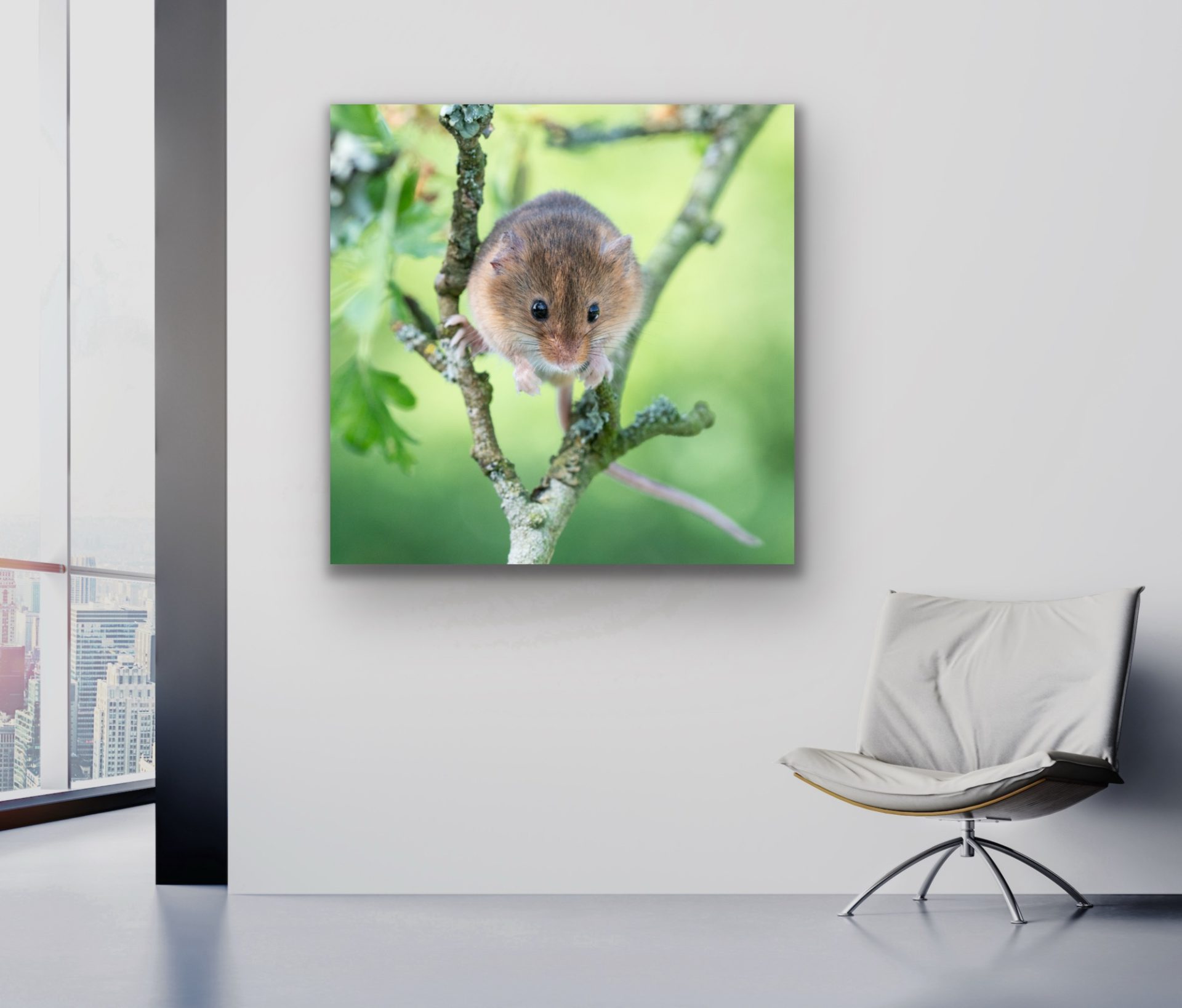 mouse in a field prints for office walls UK prints for sale and hire mouse in a field prints for office walls UK prints for sale and hire